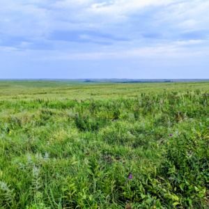 Meet your Posher, Flint hills